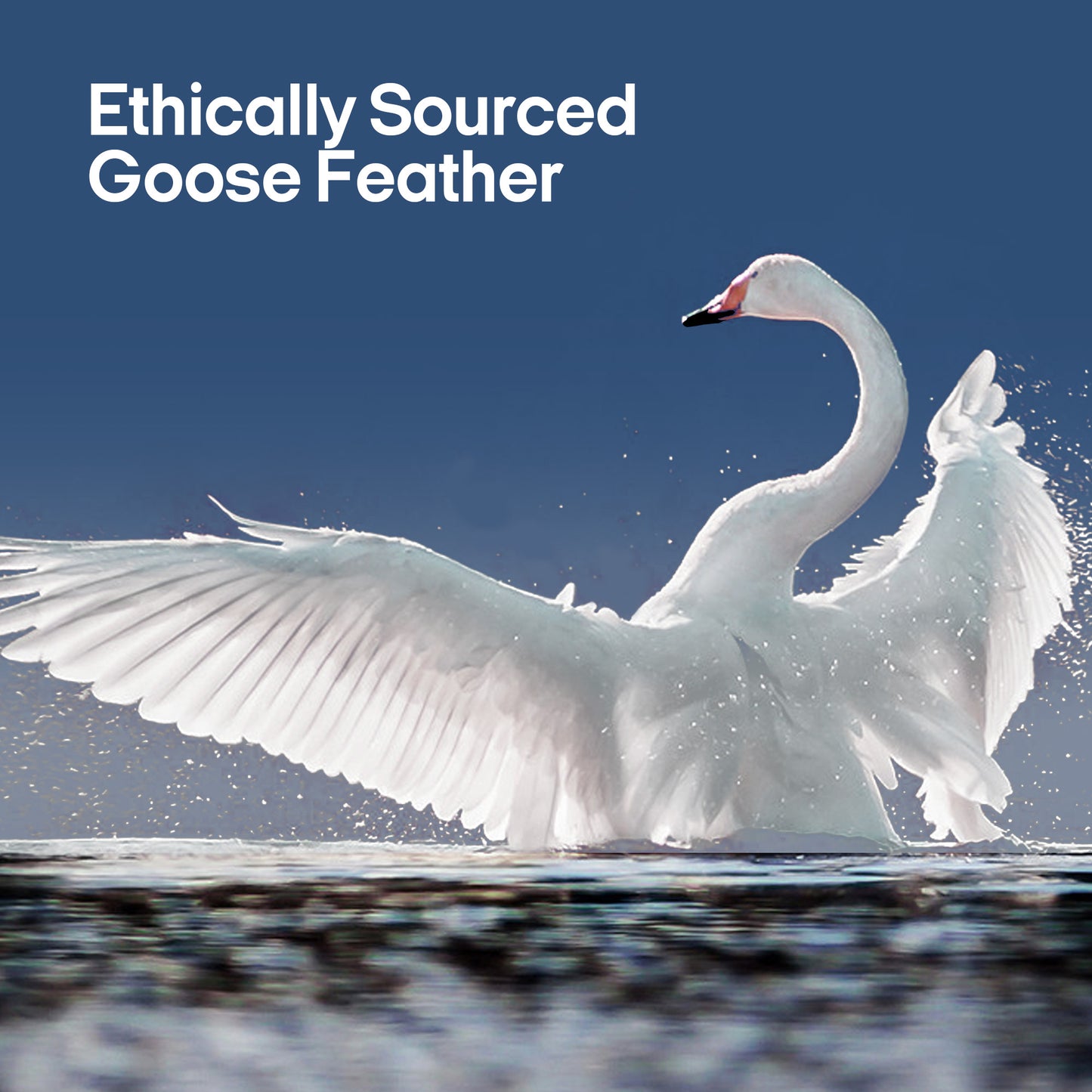 puredown® Goose Feathers and Down Pillows, Premium Medium to Firm Bed Pillows for Sleeping, Luxury Pillows with 100% Cotton Cover, 2 Pack